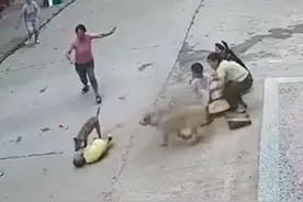 3岁小孩遭恶犬扑咬，家中狗狗飞奔勇救小主人图片