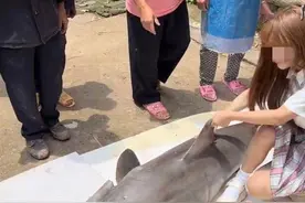 被网红烹食的大白鲨群体现状：评估显示其种群趋势处于衰退中图片