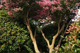 盛夏紫薇——英雄之花图片
