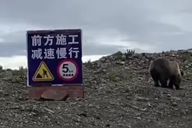 熊出没！进藏游客公路边偶遇棕熊 当地公安提醒：保持距离 不要投喂拍摄图片