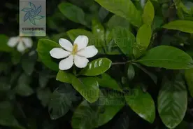 花椒也能用来象征爱情？来盘盘《诗经》里象征爱情的植物图片