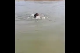 狗刨，狗狗们在水里游泳的最佳方式图片