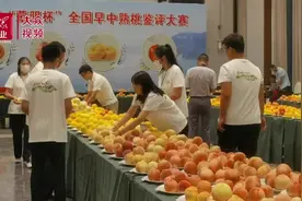 视频｜“锦绣黄桃”获金奖 蒙阴蜜桃品质再提升图片