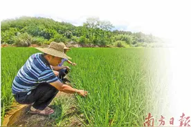 “眠田”如何变“希望田”？图片