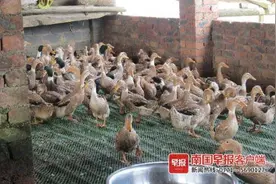 中元节菜肴，这些“地标鸭”占据广西人餐桌C位图片