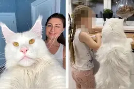 家养猫咪体型巨大 和两岁的孩子一样高图片