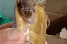 广州街坊在小区里捡到一只小乌龟，竟是世界濒危物种图片