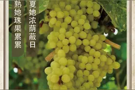 农历中国 | 七月十八 · 葡萄熟了图片