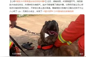 心疼！搜救犬40度高温出完任务险中暑图片