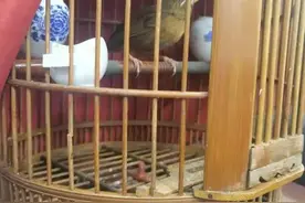 这种鸟千万不能随便养！居民楼里一阵悦耳叫声，引来警方注意图片