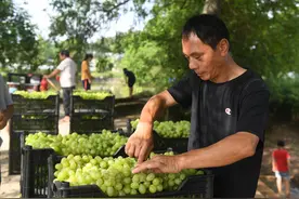 （经济）广西全州：葡萄熟了图片