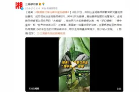 绝美！我国首次育出“蝶中皇后”金斑喙凤雌蝶图片