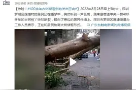 惊险！400余年古树断裂倒地发出巨响图片