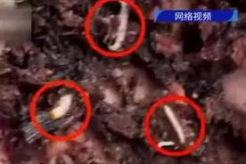 茶包喝出多条虫子？蜜雪冰城回应图片