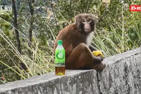 怀化沅陵：沅凤公路旁惊现一只野生猴子图片