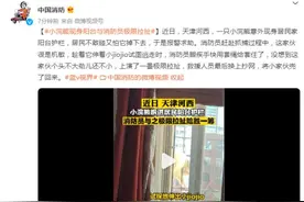个头不大劲儿还不小！小浣熊现身阳台与消防员极限拉扯图片