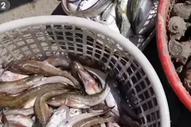 金秋迎丰收 | 天津：开海首捕归来 海鲜到岸销售忙图片
