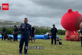 上海首次发布退役警犬领养项目，8条警犬待领养！训导员：它是我们的孩子，希望有好归宿图片