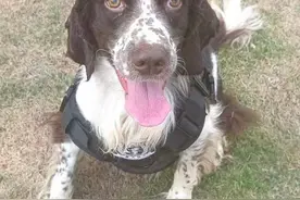 上海首批退役警犬开放领养，领养家庭需每3个月接受一次回访图片