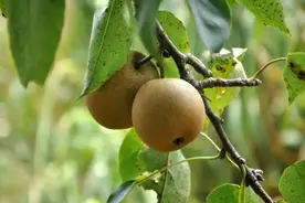 刘鑫 | 梨虽无主 我心有主—写给儿子的一封信图片