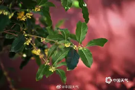 秋日限定！北京颐和园金桂飘香 心旷神怡图片