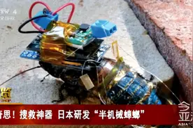 日本研发可在极端环境下作业的半机械蟑螂，网友：窒息！不如别救我......图片