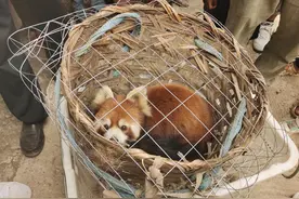 小熊猫误入四川凉山一村民家，警民救助放归大自然图片