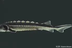 “野外灭绝”的长江鲟现身湖北？图片