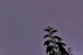 中秋悦｜黎明时分，圆圆的月亮好美图片