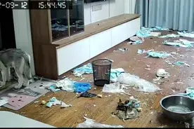 女房主隔离中发现哈士奇弄乱婚房一度崩溃，志愿者上门救场图片
