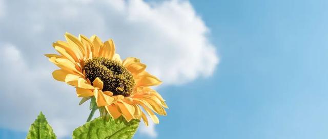 肝胃不合可以吃花胶吗 2026年肝不好可以吃花胶吗