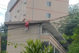 一天处置两起“马蜂警情”，消防提醒：被马蜂攻击可能致命图片
