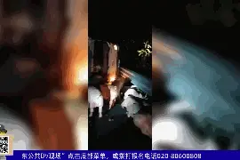 40头猪，“大闹”高速图片