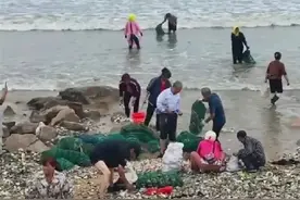 海滩现大量海鲜，有人开车来装图片