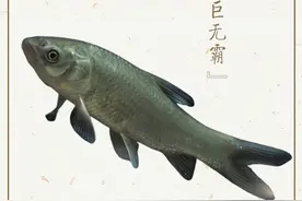 秘境之眼·人类之友 日历 | 青鱼：我是鱼中“巨无霸”图片