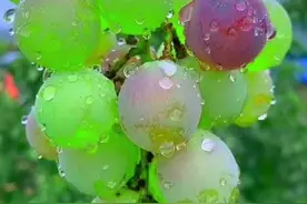 青未了｜拥有图片
