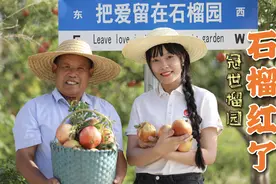 丰收见证⑤｜石榴红了！山东这片石榴园被列入“吉尼斯之最”图片