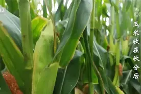 丰收节里话丰收 | 白露谷 寒露豆 玉米收在秋分后图片