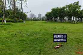 金堂一公园红火蚁出没？相关部门：8月高温时发现疑似红火蚁，已多次治理图片