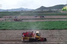 在希望的田野上 | 马铃薯进入收获季 按质分拣物尽其用图片