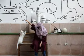 遛狗违法？伊朗缘何推出“限宠令”图片