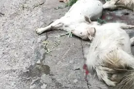 近百只山羊跳下悬崖？当事人发声：死了18只，系受隧道灯光惊吓图片