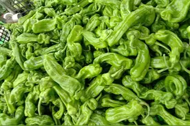 最高14元一斤，比鱼还贵！近十种秋季辣椒红火上市图片