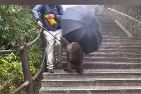 被猴子追着满山跑！网友大呼：惹不起图片