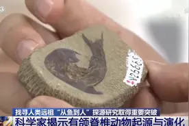 人类进化史是这样的！我国科学家证实人类是从鱼进化来的图片