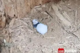 时隔4年再现野生大熊猫幼崽，神奇树洞藏着最好的“环保故事”图片