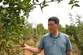 河南嵩县郭绍波：一根皂刺闯天下图片