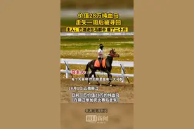 28万纯血马失踪6天后寻回：瘦了近20斤，休整两个月再参赛图片