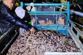 壮观！海滩退潮后现大量海鲜……有人捡了30斤虾图片