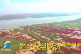 利津：黄河三角洲湿地 风光旖旎“红地毯”图片